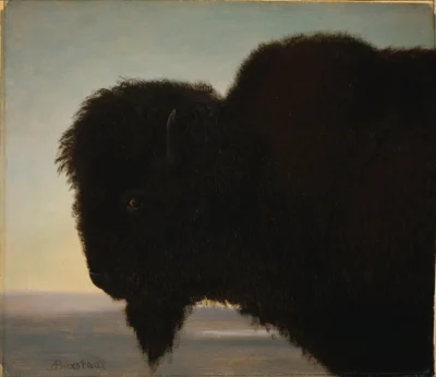 albert bierstadt buffalo head